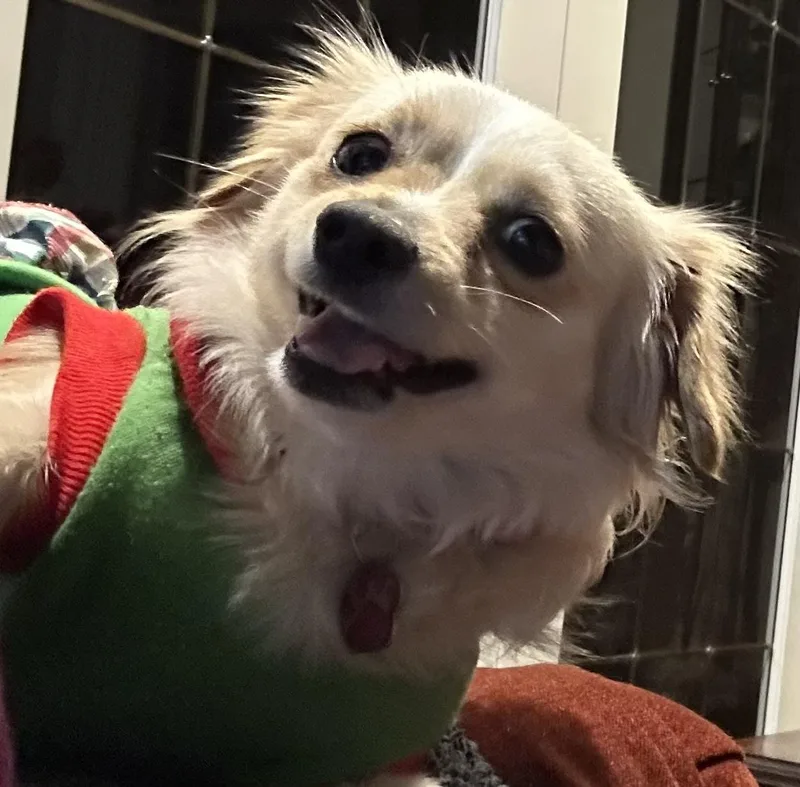 Sadie thumbnail 3