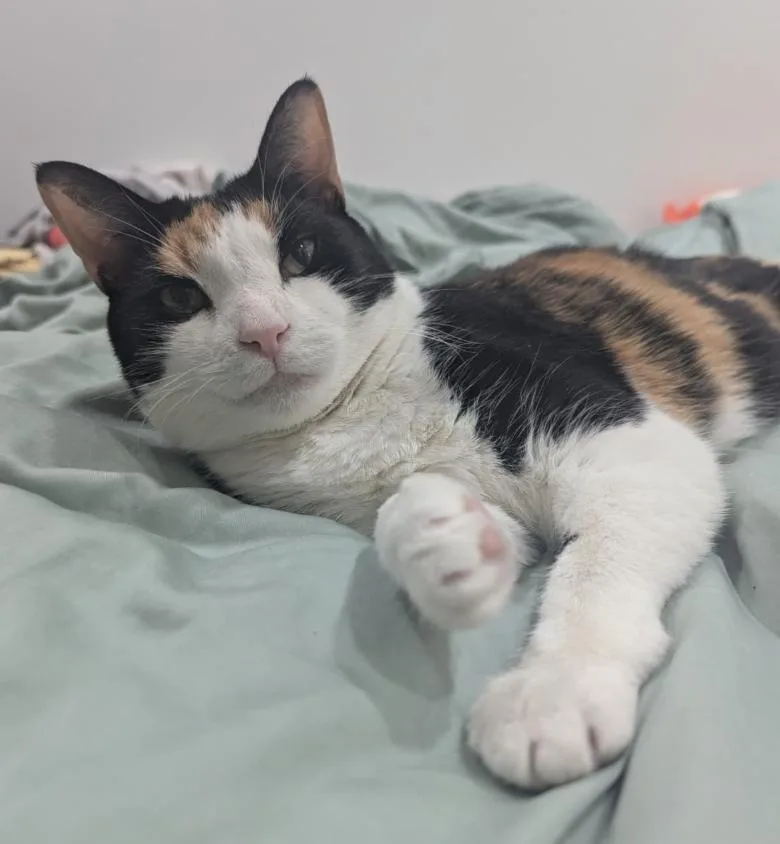A senior medium-sized female Domestic Short Hair cat named Star for adoption in Brooklyn, NY