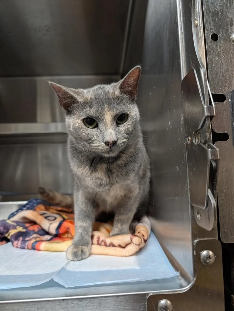 A young medium-sized female Domestic Short Hair cat named Milkshake for adoption in Shelbyville, TN