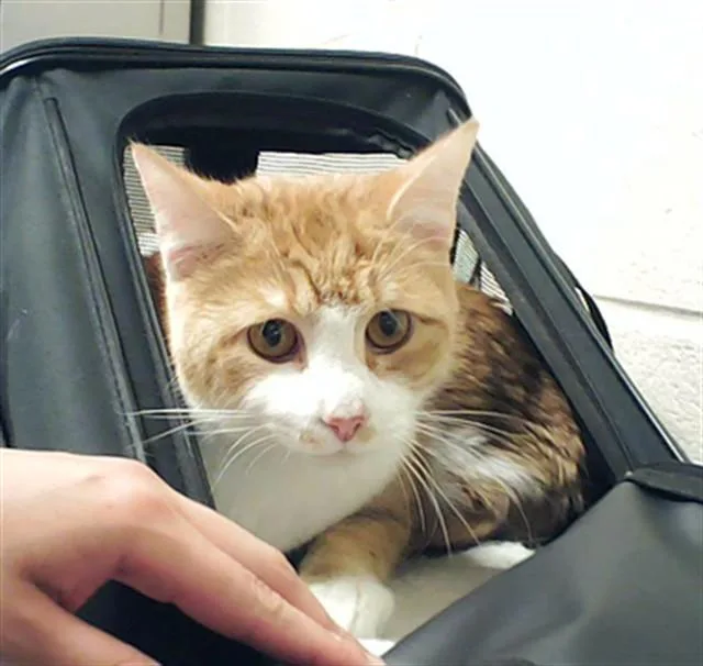An adult medium-sized male Domestic Short Hair cat named Mac And Cheese for adoption in Fayetteville, NC