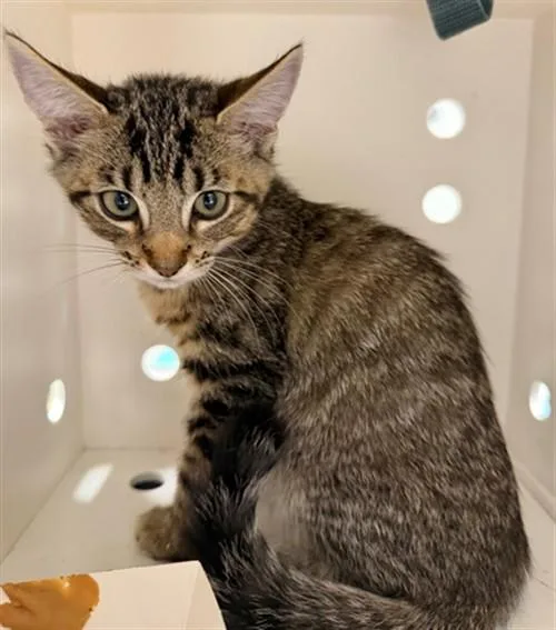 A baby small-sized male Domestic Short Hair cat named Martin for adoption in Ontario, CA