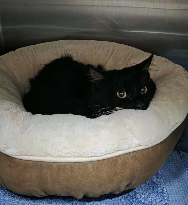 An adult medium-sized male Black Domestic Medium Hair cat named Found stray: Chaol for adoption in Rockwall, TX