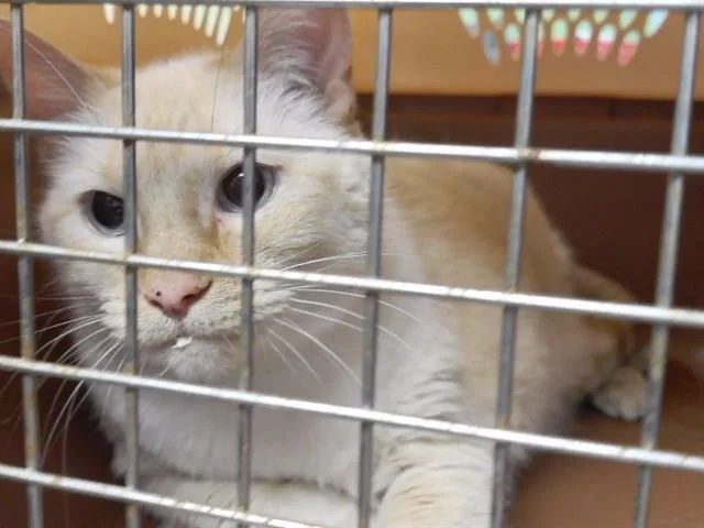 A senior small-sized female Domestic Medium Hair cat named Fiona for adoption in Omaha, NE