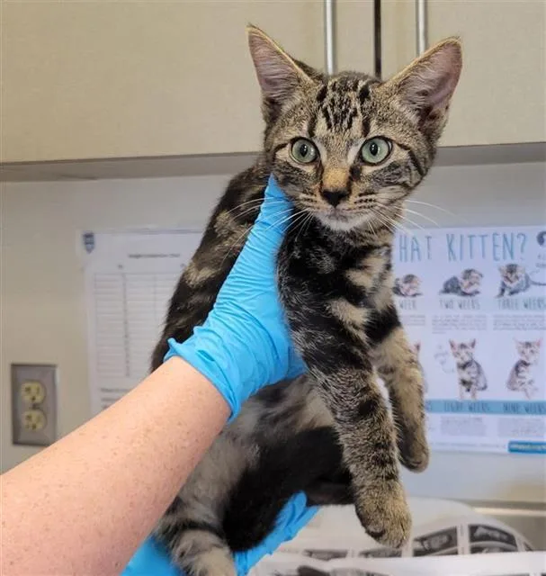A baby small-sized female Domestic Short Hair cat named Spartacus for adoption in San Antonio, TX