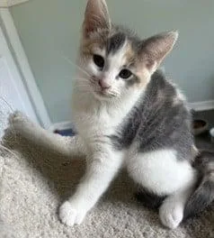 A baby medium-sized female Dilute Calico Domestic Short Hair cat named Honeydew for adoption in Battle Creek, MI