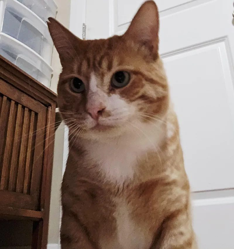 Garfield thumbnail 2