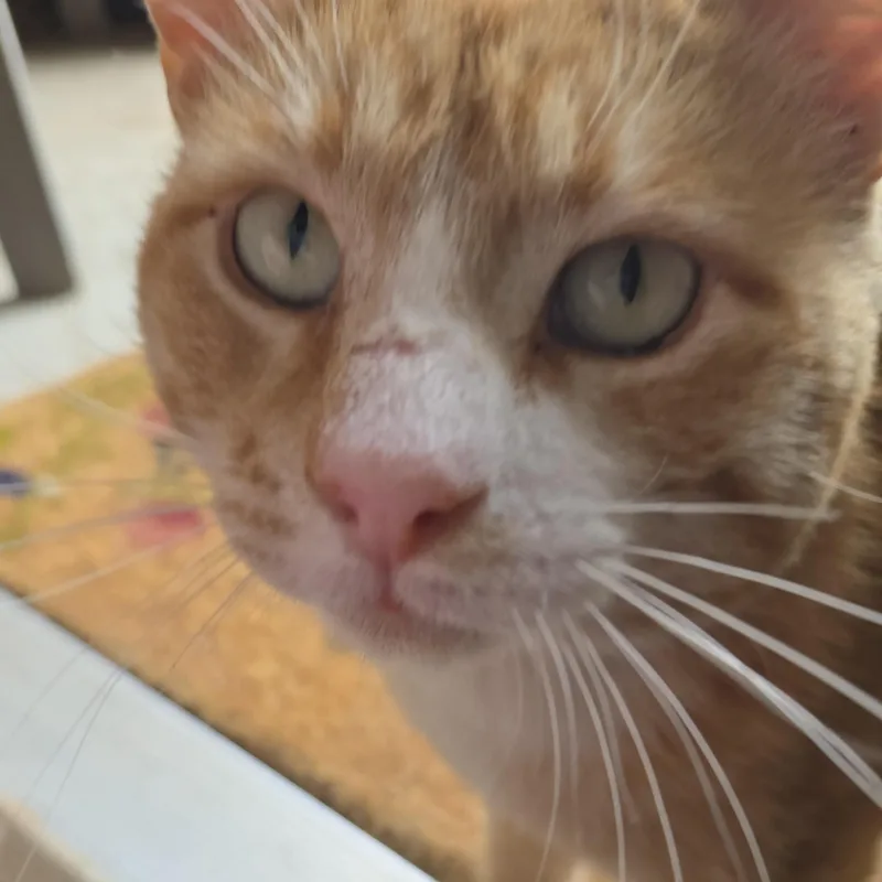 Garfield thumbnail 4