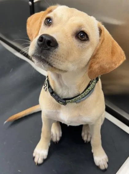An adult small-sized female Mixed Breed dog named Dolly Pawton for adoption in Fairhope, AL