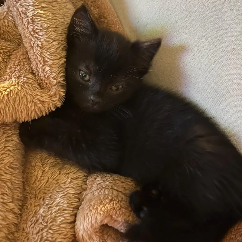 A baby small-sized male Black Domestic Short Hair cat named Merry for adoption in York, PA