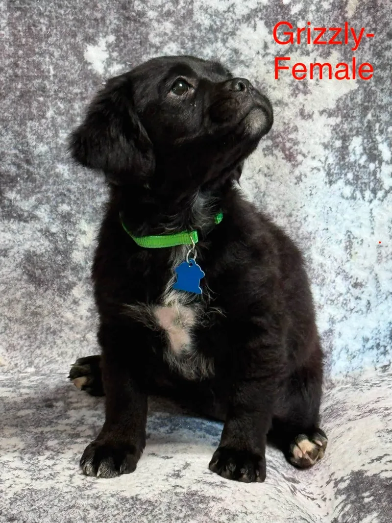 A baby medium-sized female Black Pug dog named Grizzly for adoption in San Tan Valley, AZ