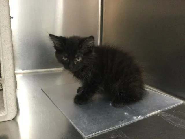 A baby small-sized male Domestic Medium Hair cat named Gray for adoption in Thousand Palms, CA