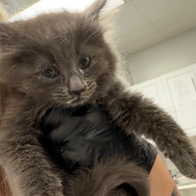 A baby small-sized male Gray / Blue / Silver Domestic Medium Hair cat named Billy for adoption in Greenville, SC