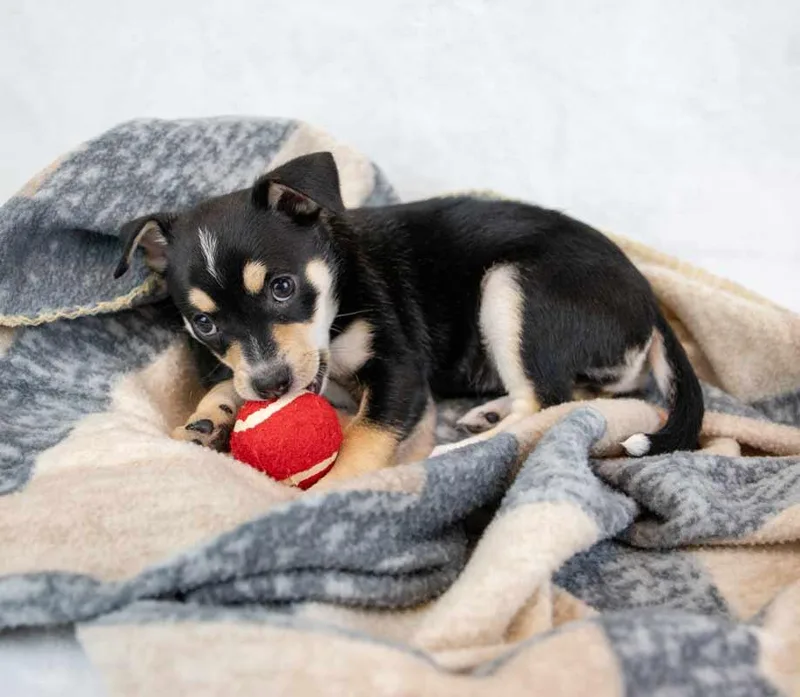 A baby small-sized female Chihuahua dog named Miss Marple for adoption in Kennesaw, GA