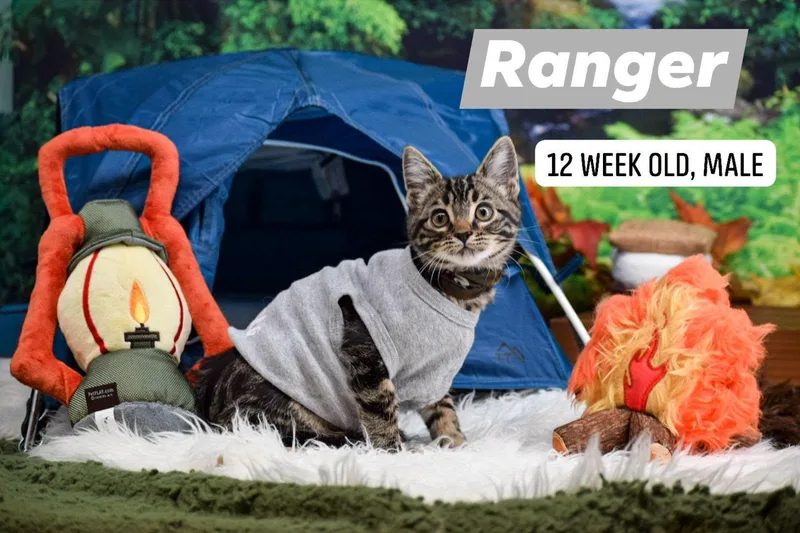 Ranger thumbnail 3