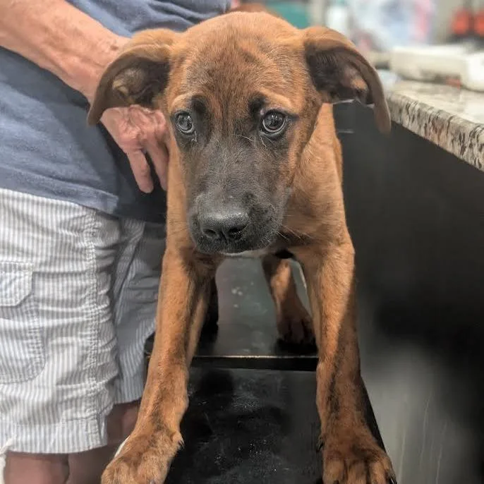 A baby medium-sized male Brindle Boxer dog named Trusty for adoption in Smithville, TN