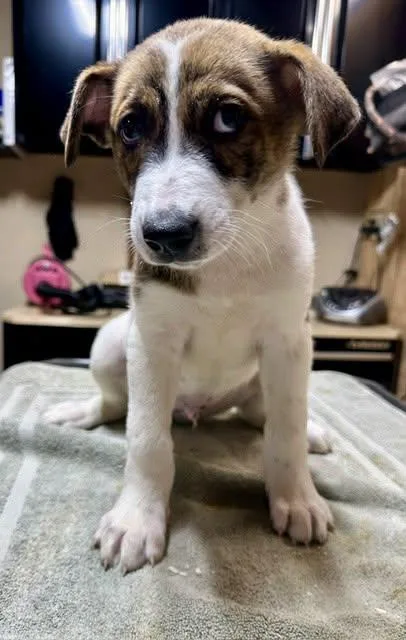 A baby large-sized male Bicolor Coonhound dog named Patches for adoption in Pacific, MO