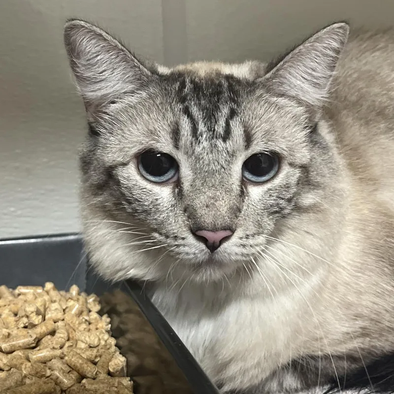 An adult medium-sized female White Domestic Short Hair cat named Spitz for adoption in Yuma, AZ
