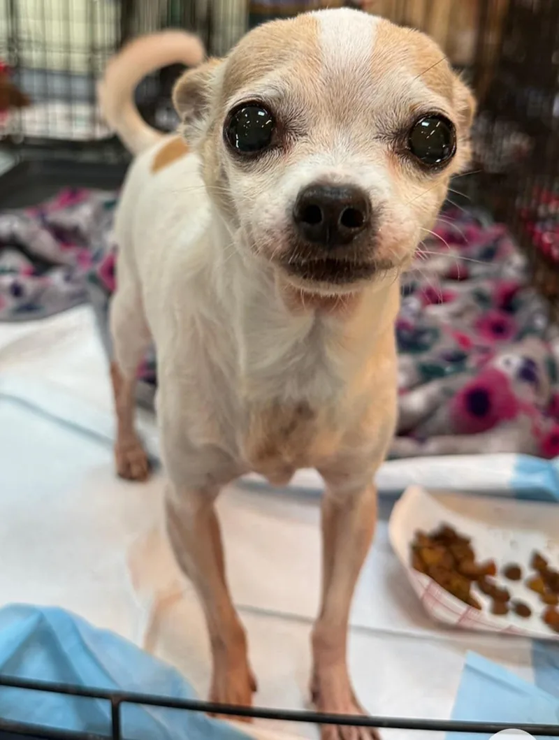A senior small-sized female Chihuahua dog named Taffy for adoption in Knoxville, TN