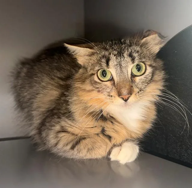 A young medium-sized female Domestic Medium Hair cat named Zoe for adoption in Leesburg, VA