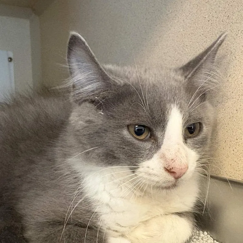 A baby small-sized male Gray / Blue / Silver Domestic Medium Hair cat named Aemond for adoption in Gloucester, VA