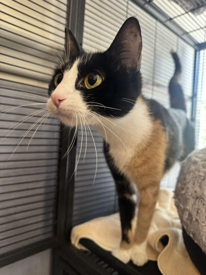An adult small-sized female Domestic Short Hair cat named Sally O'Malley for adoption in Hilton Head Island, SC