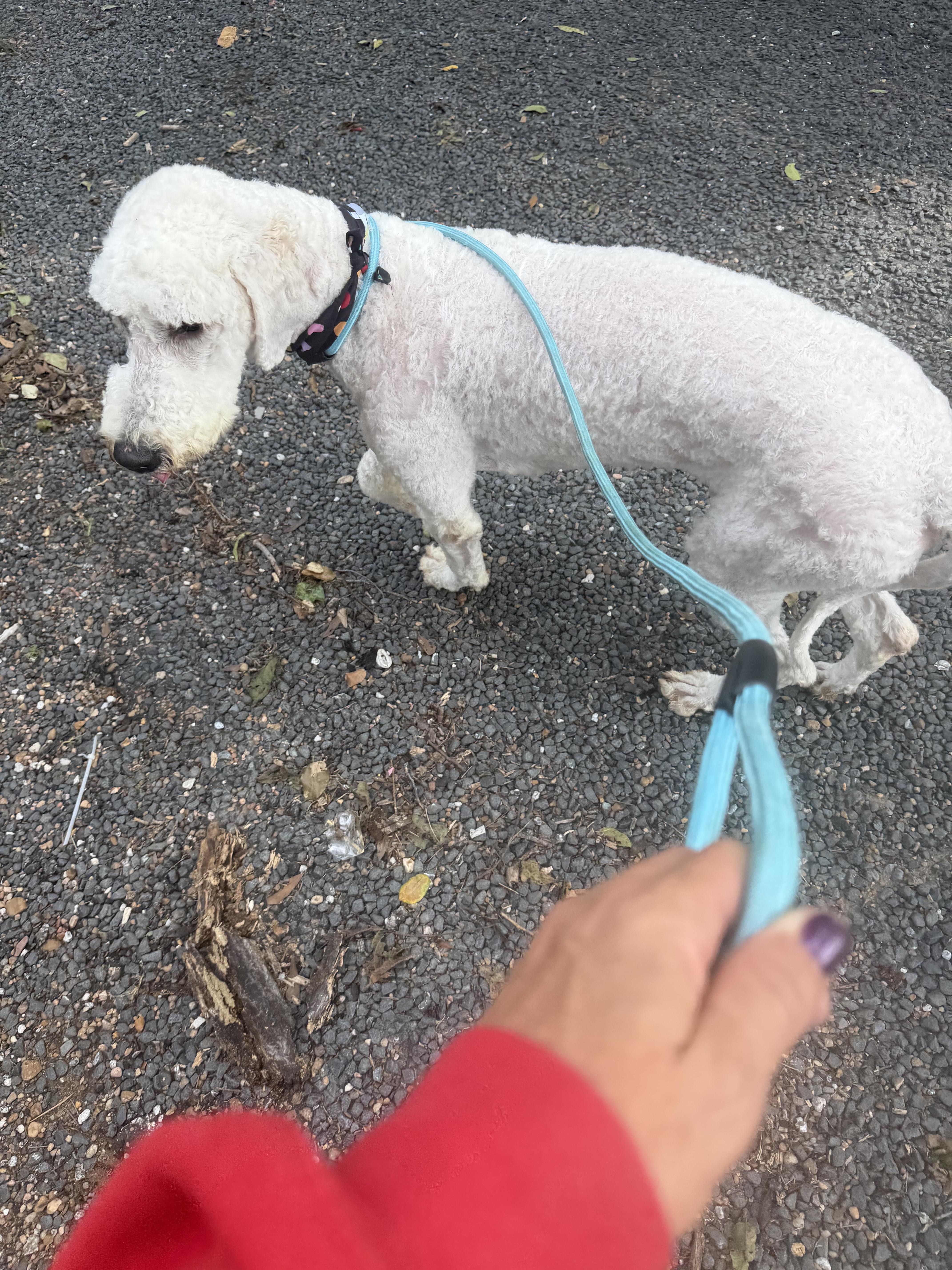 A baby medium-sized male Goldendoodle dog named Aldo  Local July for adoption in Louise, TX