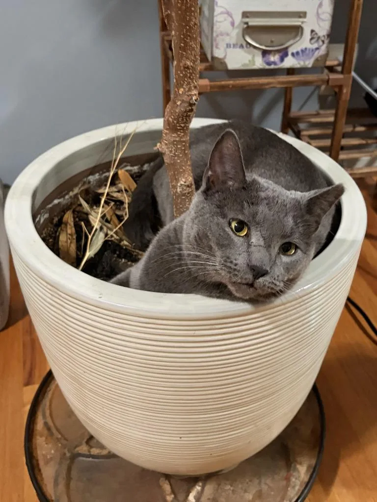 An adult large-sized male Domestic Short Hair cat named Grayson for adoption in Minneapolis, MN