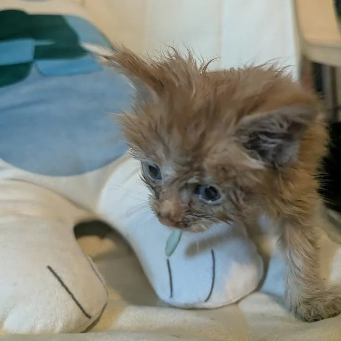A baby small-sized male Orange / Red Domestic Short Hair cat named Mandarin Orange for adoption in Winston-Salem, NC