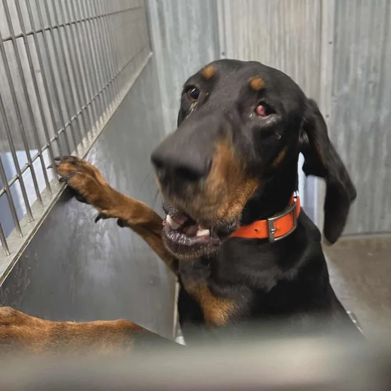 An adult medium-sized male Black Black and Tan Coonhound dog named Poncho for adoption in Hannibal, MO