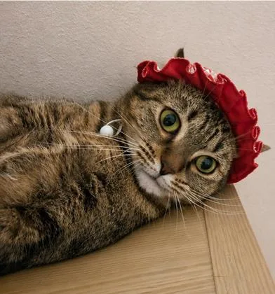 An adult medium-sized female Tabby (Brown / Chocolate) Tabby cat named Tiki for adoption in Liverpool, TX