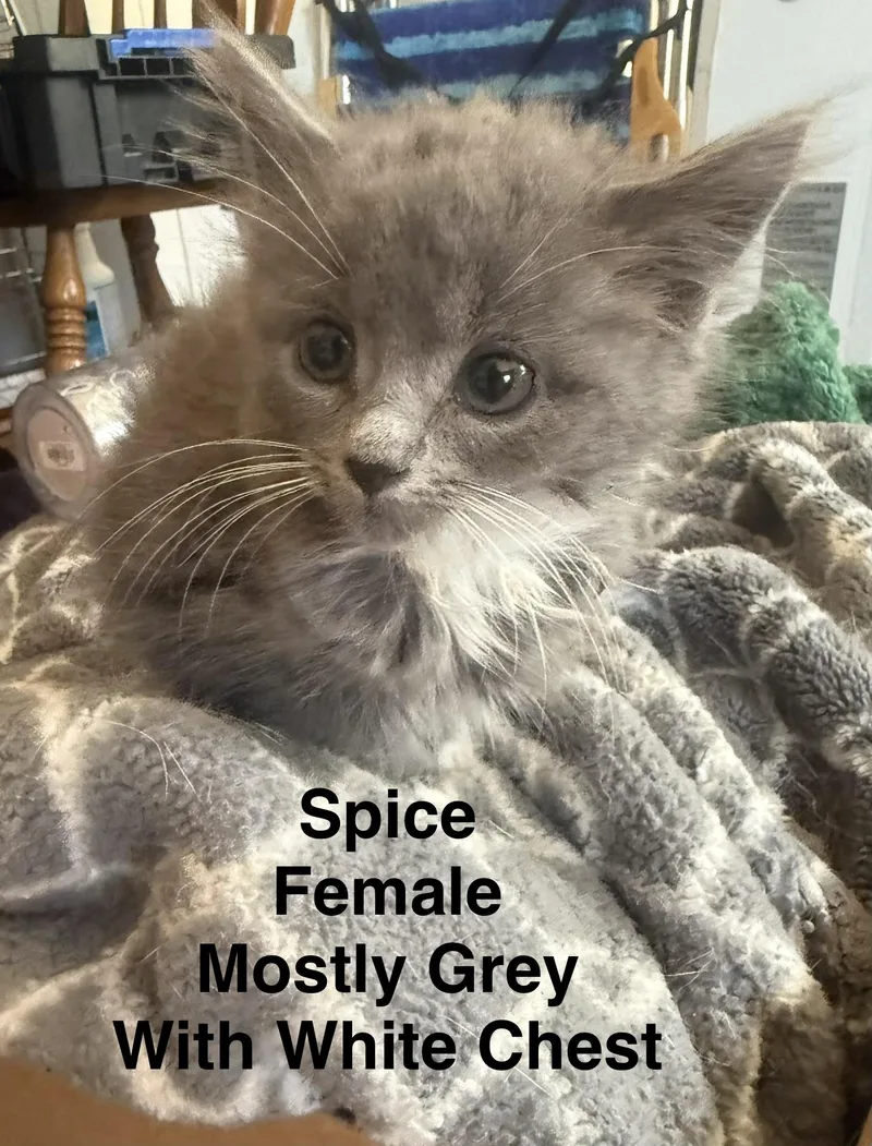 Spice