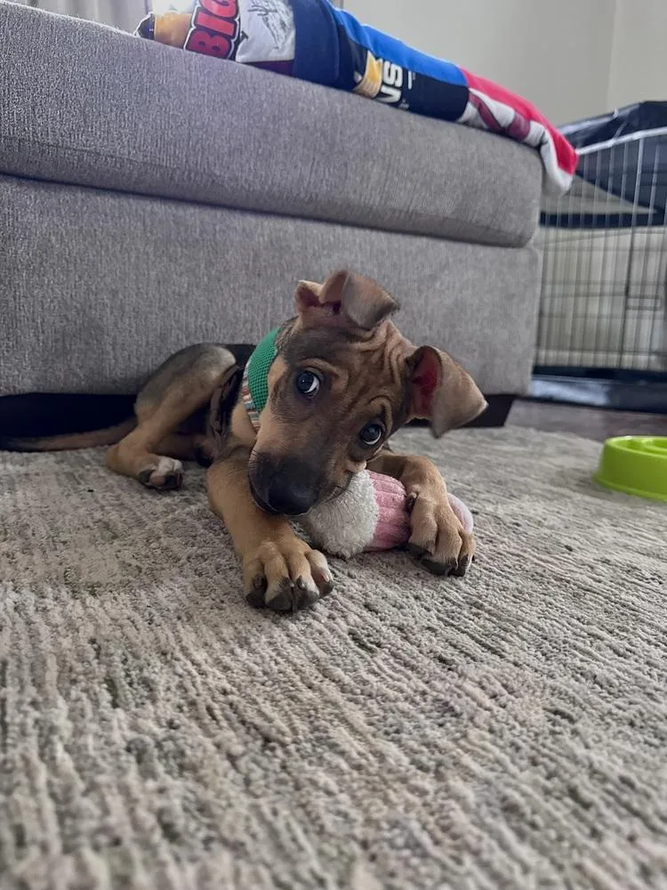 A baby small-sized female Tricolor (Brown, Black, & White) Shepherd dog named Helena for adoption in Randolph, MA
