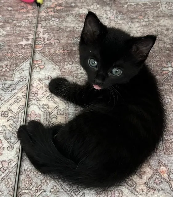 A baby small-sized female Domestic Short Hair cat named Shakira for adoption in San Jose, CA