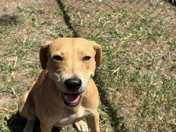 A young medium-sized female Pit Bull Terrier dog named Jean for adoption in Tulsa, OK