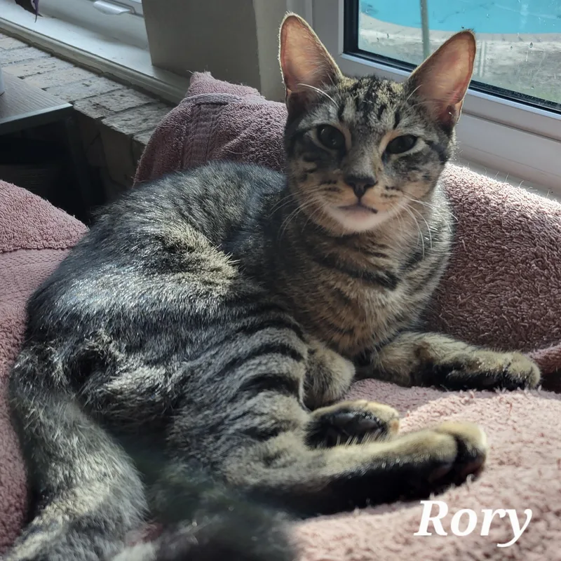 A baby medium-sized male Tabby (Brown / Chocolate) Domestic Medium Hair cat named Levi & Rory for adoption in Liverpool, TX