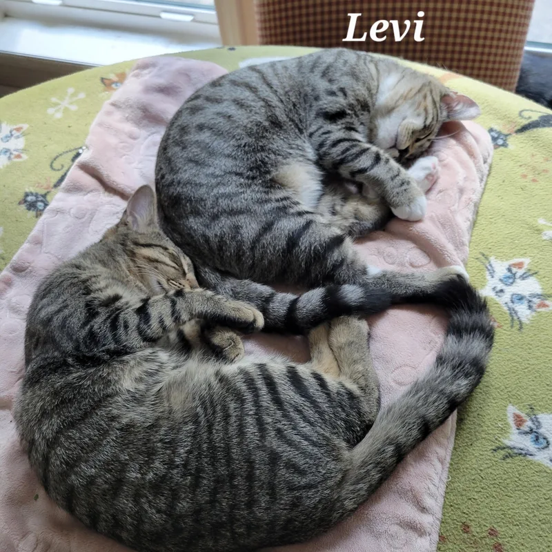 Levi & Rory thumbnail 2