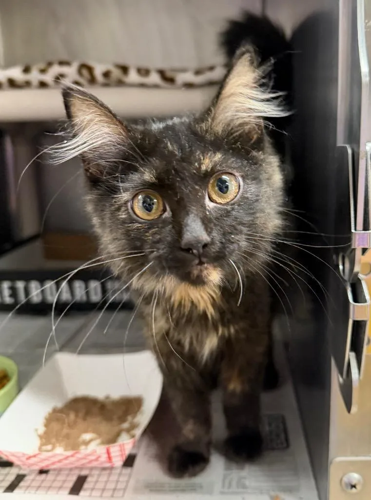A baby medium-sized female Domestic Medium Hair cat named Pinball Fantasy for adoption in Cincinnati, OH