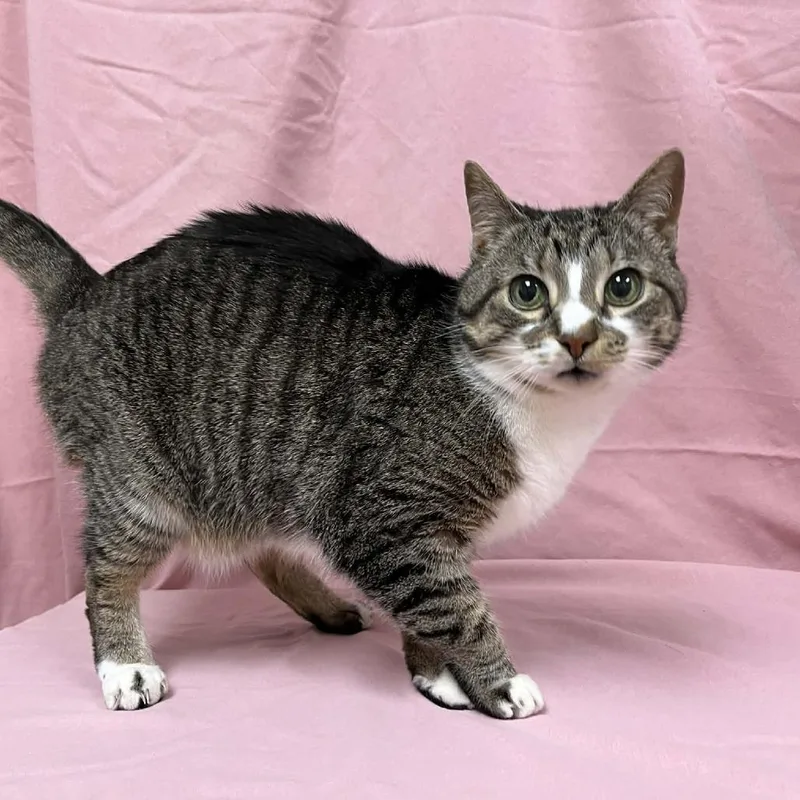 A senior medium-sized female Brown / Chocolate Domestic Short Hair cat named Bibelot for adoption in Lyndhurst, VA