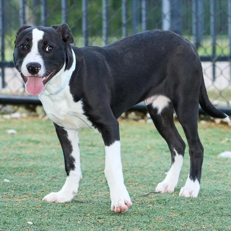 A young medium-sized male Black Mixed Breed dog named Chico Love for adoption in Memphis, TN