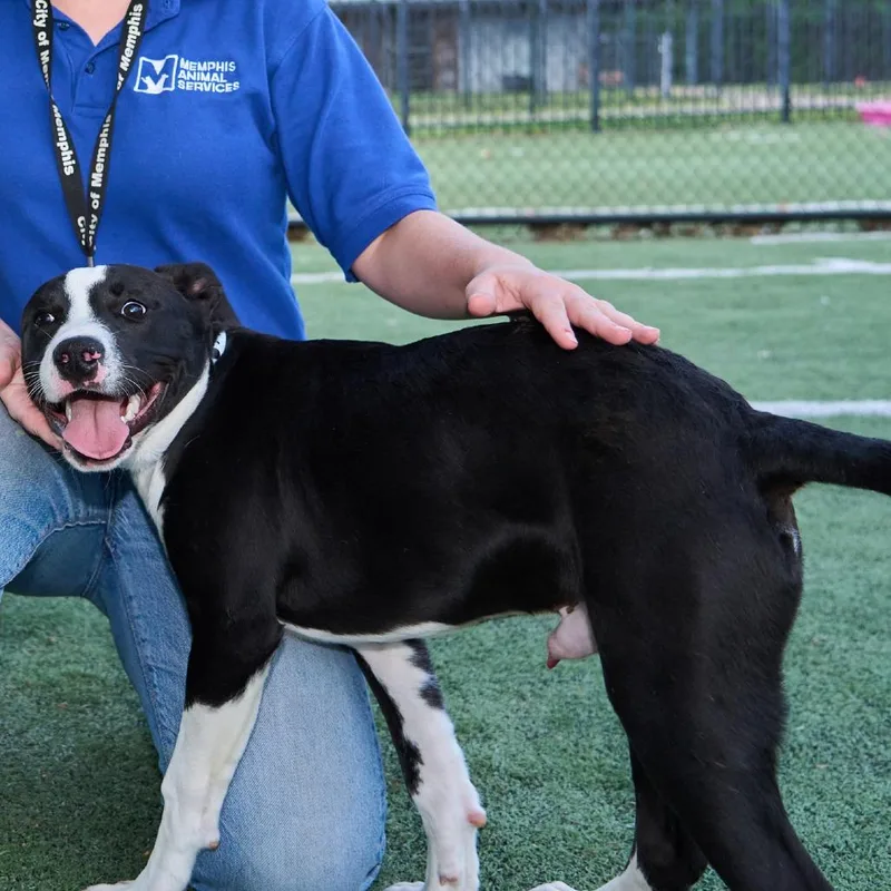 Chico Love thumbnail 2