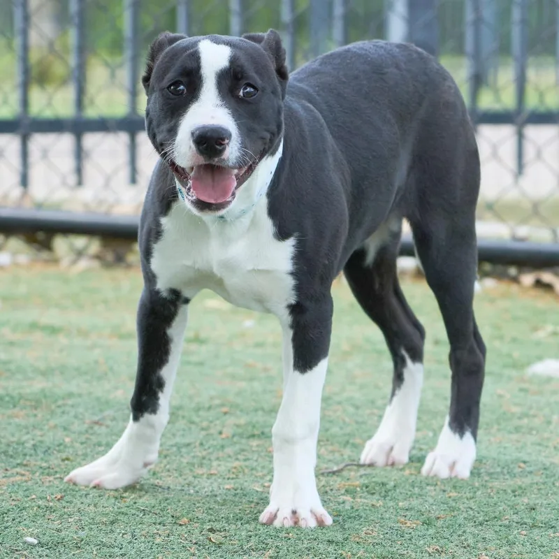 Chico Love thumbnail 3