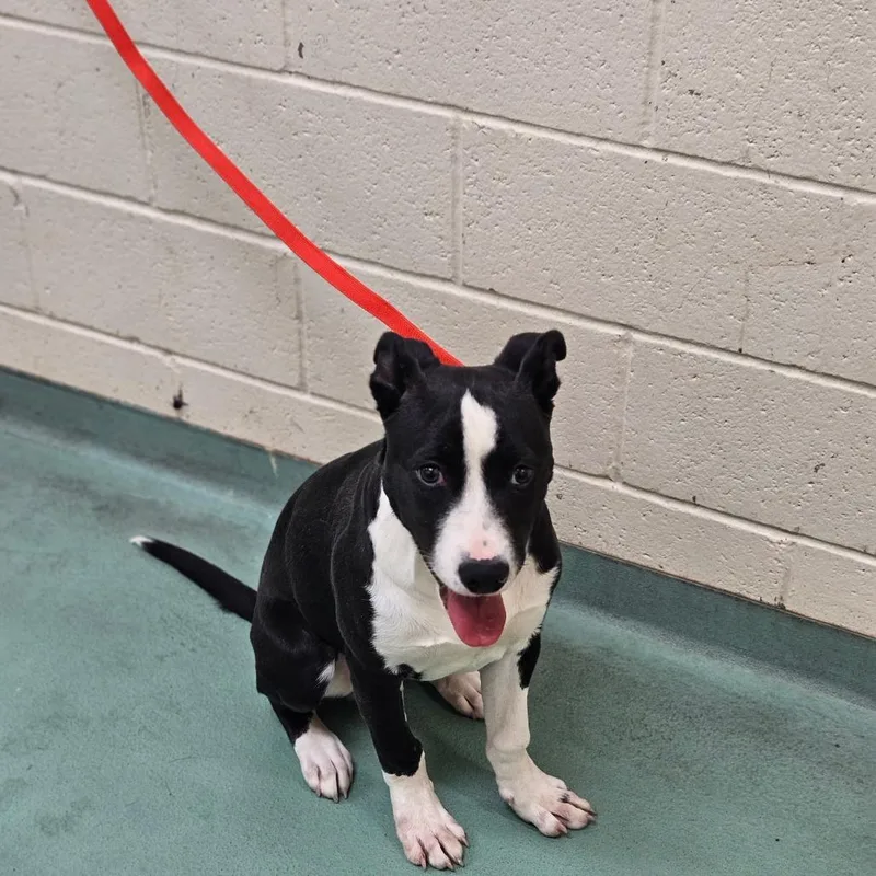 Chico Love thumbnail 4