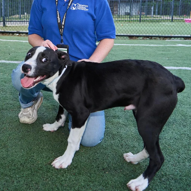 Chico Love thumbnail 5