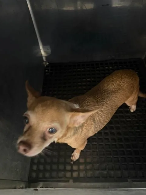 A young small-sized female Mixed Breed dog named Stella for adoption in Dallas, TX