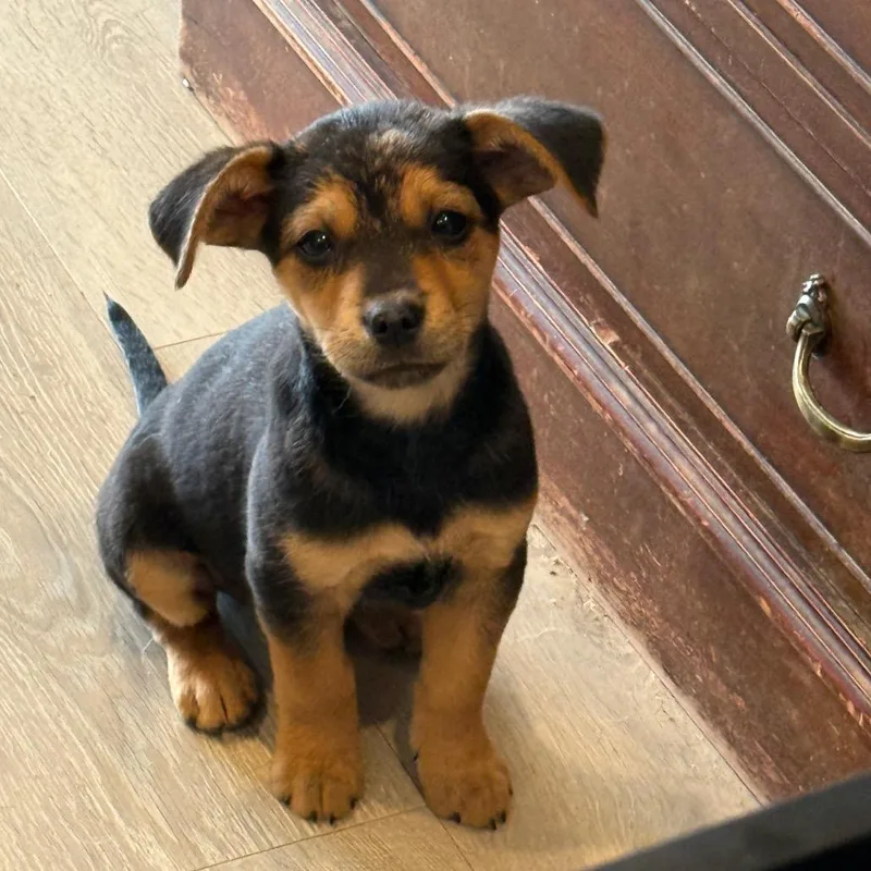 A baby small-sized male Black Mixed Breed dog named Kevin for adoption in Southside, TN