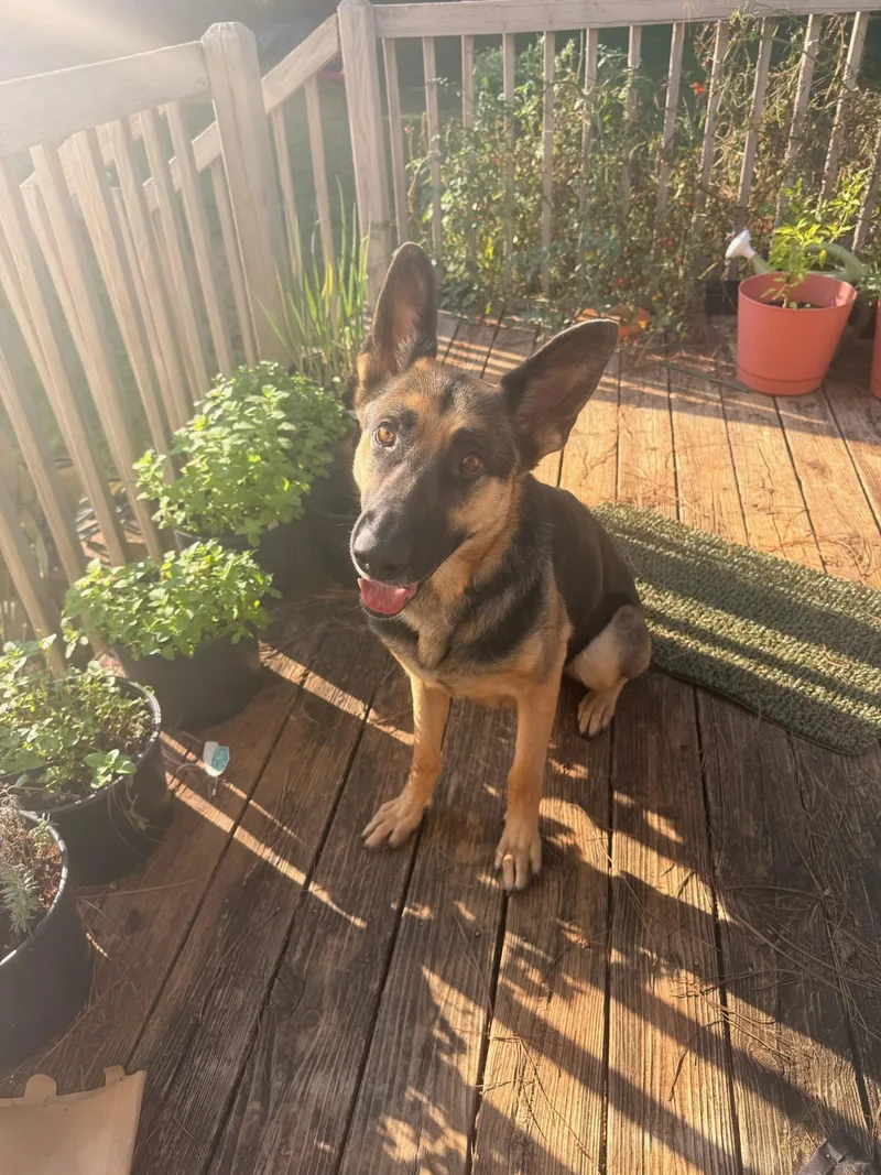 A young medium-sized female German Shepherd Dog dog named Loretta for adoption in Greenville, SC
