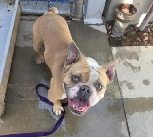 An adult medium-sized male English Bulldog dog named Nas for adoption in Los Angeles, CA