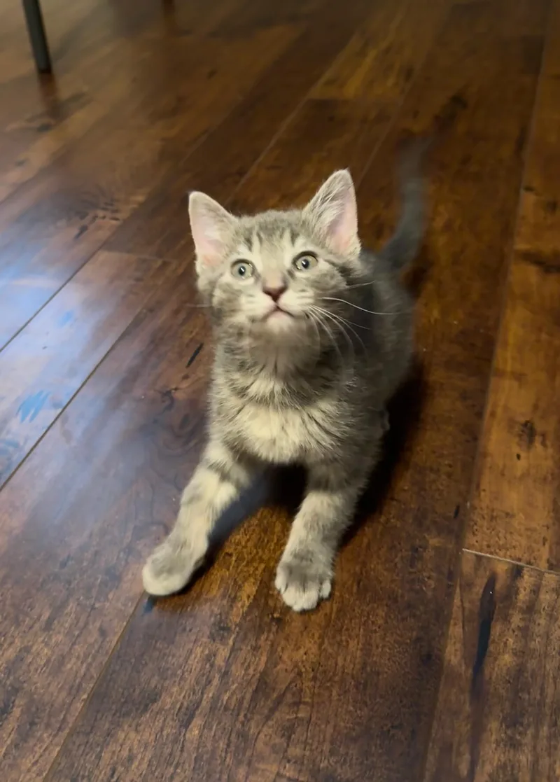 A baby small-sized female Domestic Short Hair cat named Princess for adoption in Hurricane, UT