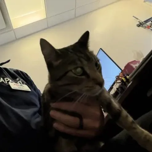 Bertie