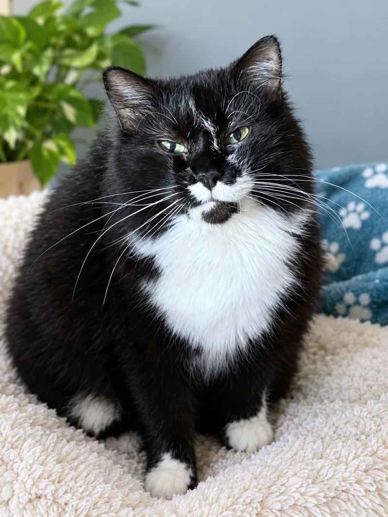 A young medium-sized female Domestic Long Hair cat named Poppy for adoption in Sioux Falls, SD